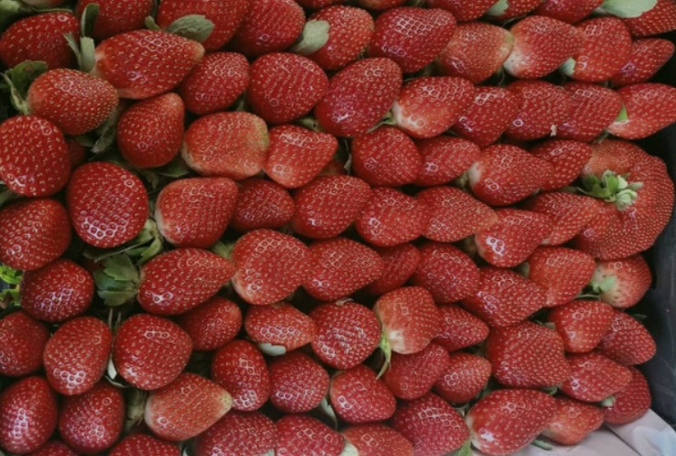 Strawberry